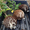 Load image into Gallery viewer, EasyRoot™ Plant Root Balls Set of 6