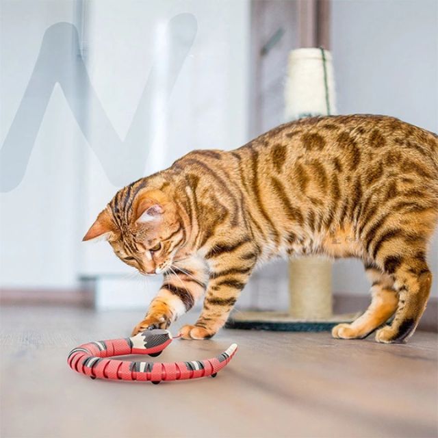 50% OFF | meowx™ | Let your cat play for hours